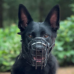Dog wearing Polymer Coated Muzzle