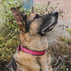 Dog wearing a Keeper Collar