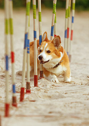 Shop dog sports gear