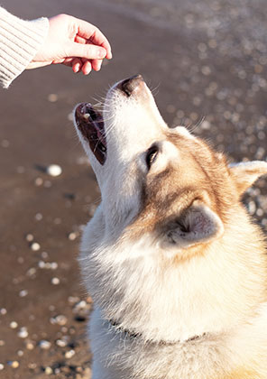 Shop obedience training products