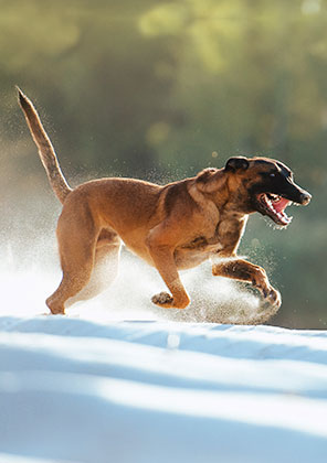 Shop police K-9 tactical gear