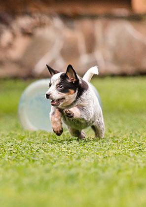 Shop puppy training supplies