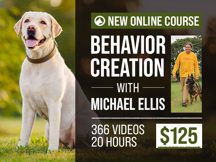 Behavior Creation with Michael Ellis