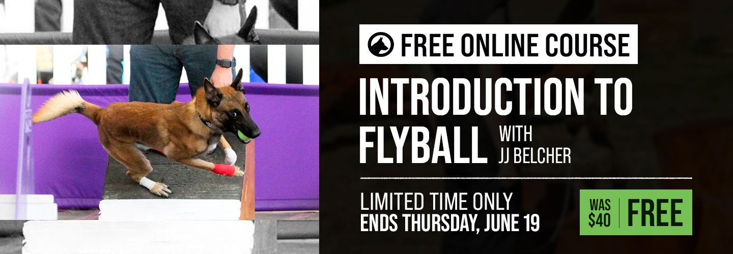 Free Course: Introduction to Flyball with JJ Belcher