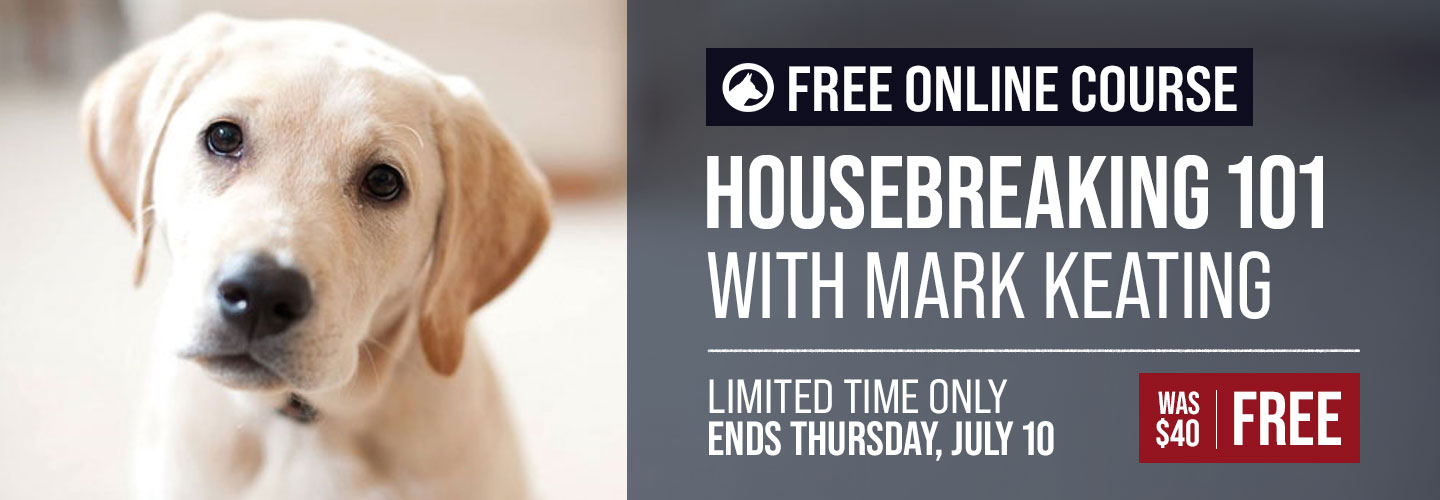 Free Course: Housebreaking 101
