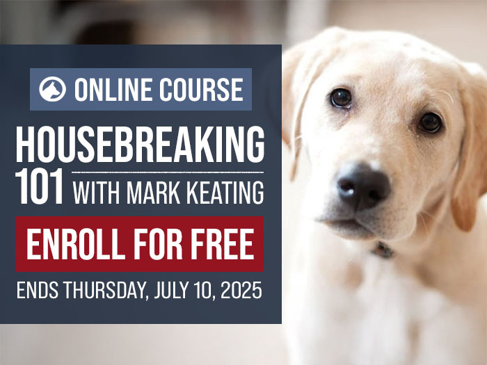 Free Course: Housebreaking 101