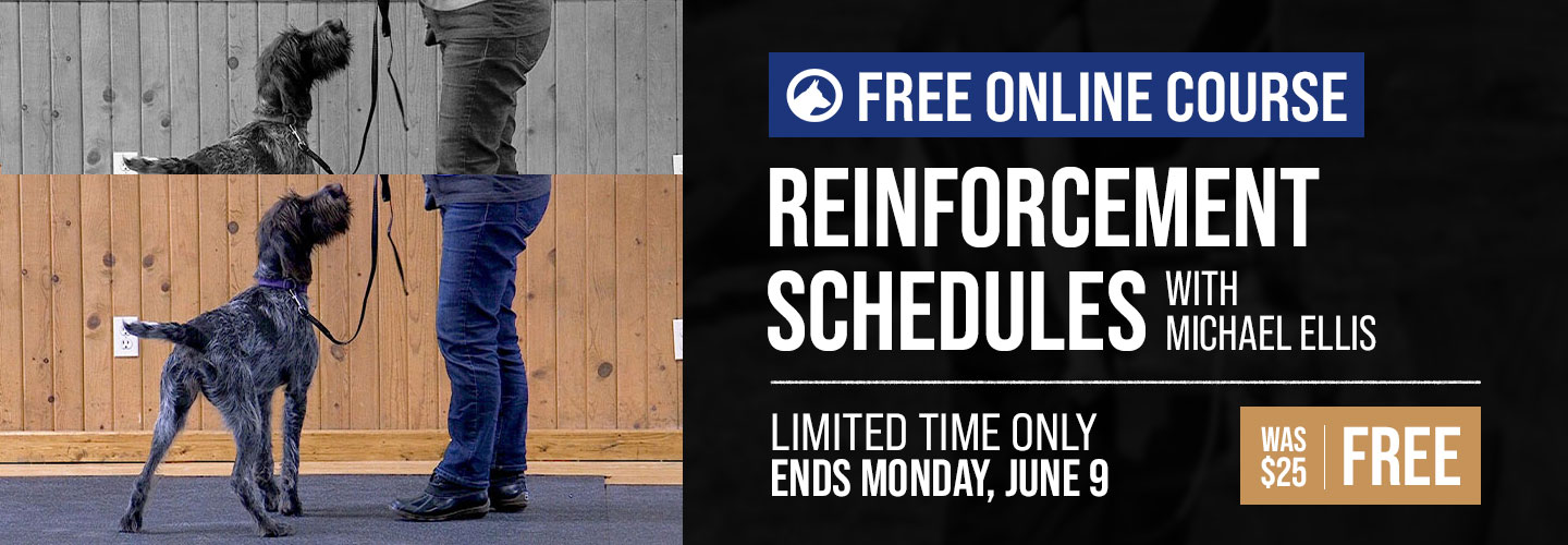 Free Course: Reinforcement Schedules with Michael Ellis