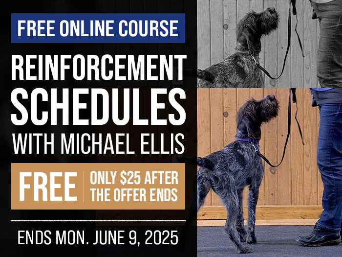 Free Course: Reinforcement Schedules with Michael Ellis