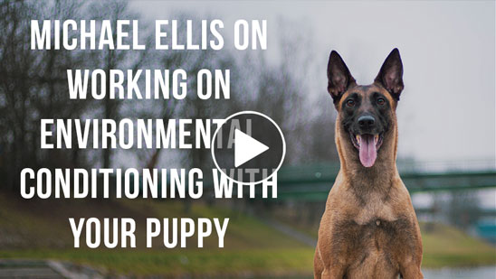 Video: Working on Environmental Conditioning with Your Puppy with Michael Ellis