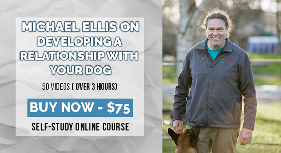 Michael Ellis on Developing a Relationship with Your Dog