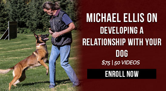 Michael Ellis on Developing a Relationship with Your Dog
