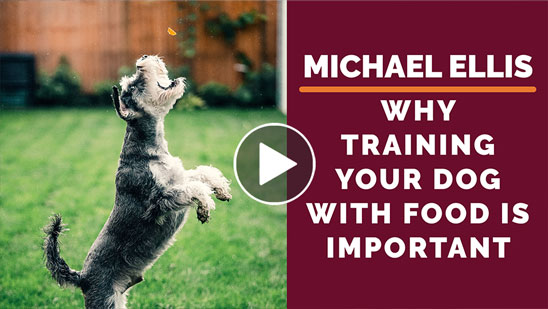Video: Michael Ellis on Why Training Your Dog with Food is Important