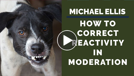 Video: Michael Ellis on How to Correct Reactivity in Moderation
