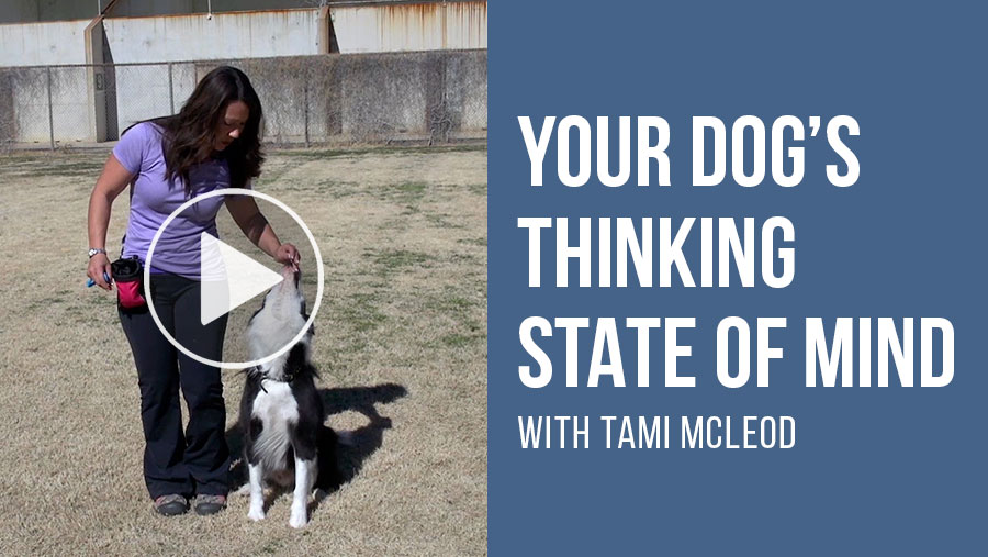 Video: Your Dog's Thinking State of Mind with Tami McLeod