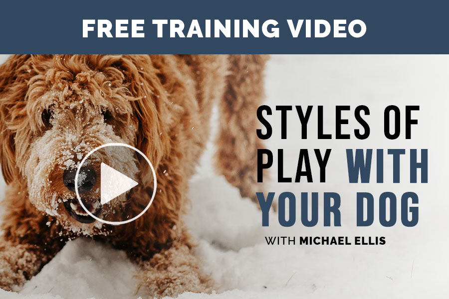 Video: Styles of Play with Your Dog with Michael Ellis