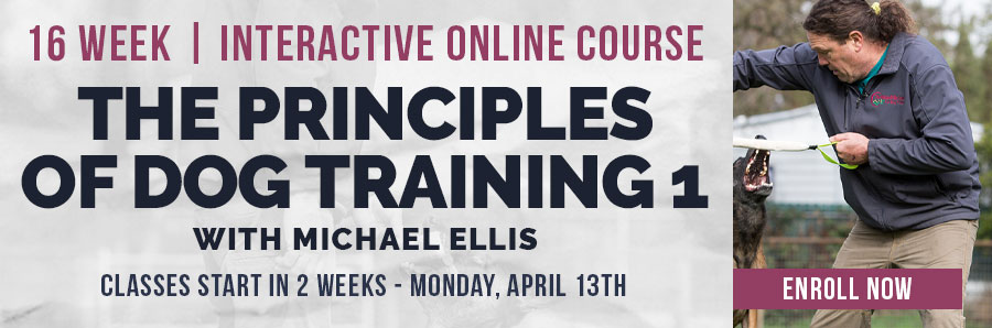 Principles of Dog Training 1 | Interactive Course Starting Monday, April 13th