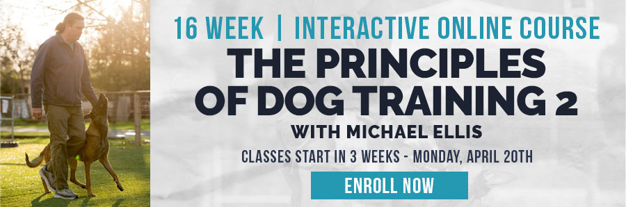 Principles of Dog Training 2 | Interactive Course Starting Monday, April 20th