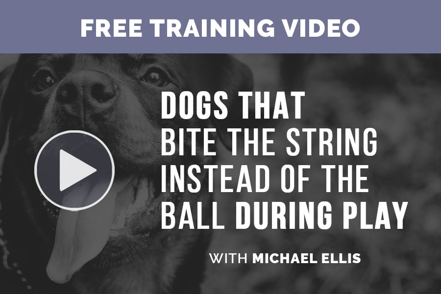 Video: Dogs That Bite the String Instead of the Ball During Play with Michael Ellis