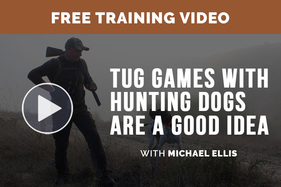 Video: Tug Games with Hunting Dogs Are a Good Idea - Michael Ellis
