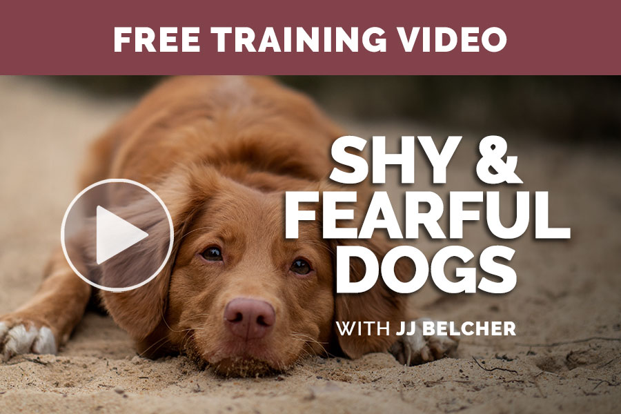 Video: Shy and Fearful Dogs with JJ Belcher