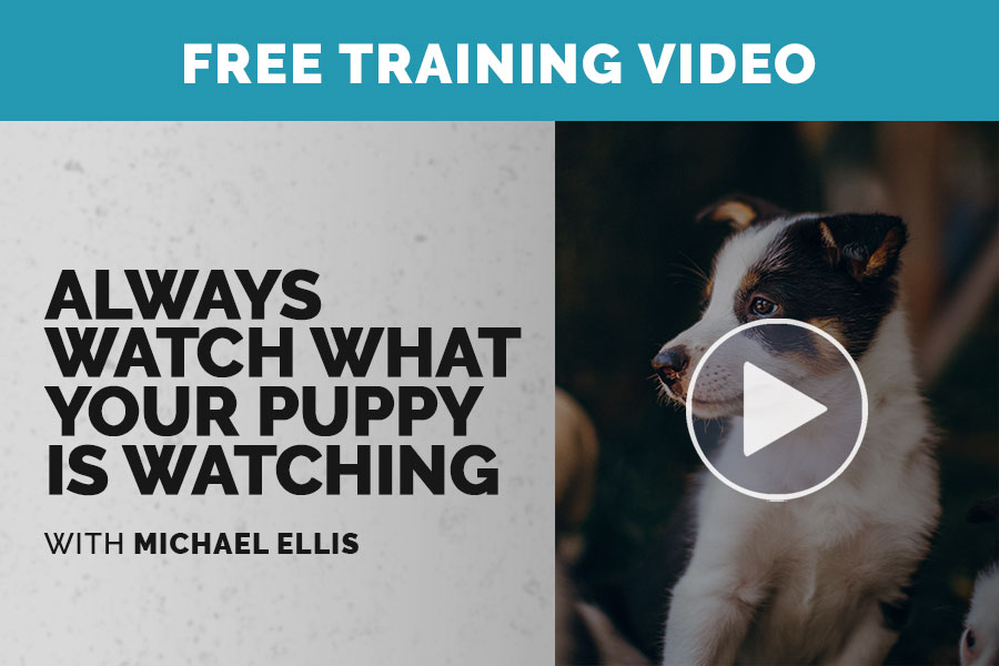 Video: Always Watch What Your Puppy is Watching with Michael Ellis
