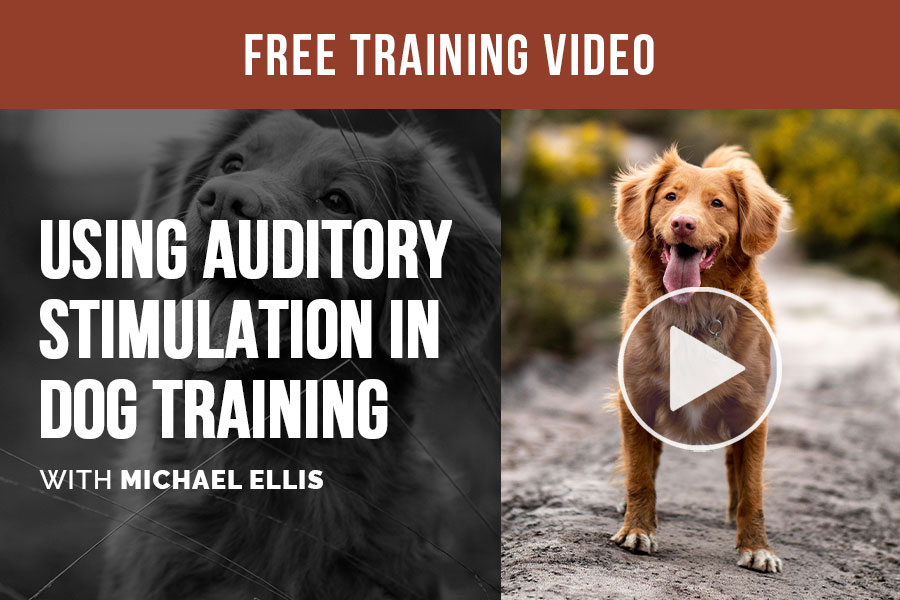 Video: Using Auditory Stimulation in Dog Training with Michael Ellis