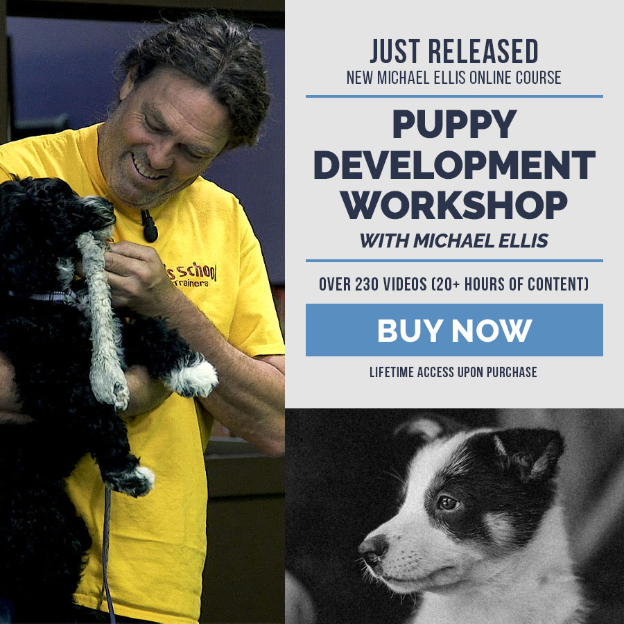NEW Online Course with Michael Ellis - Puppy Development Workshop