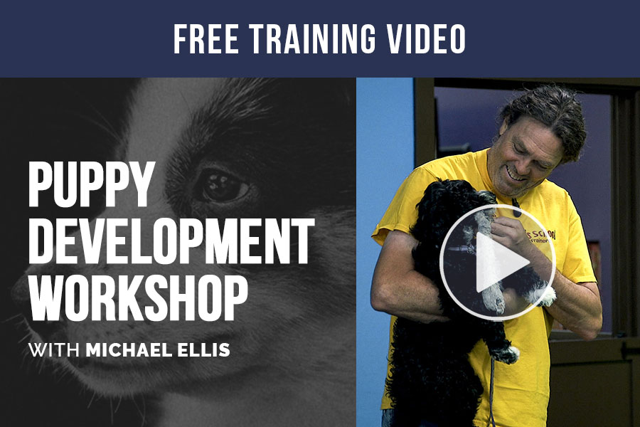 Video: Puppy Development Workshop with Michael Ellis