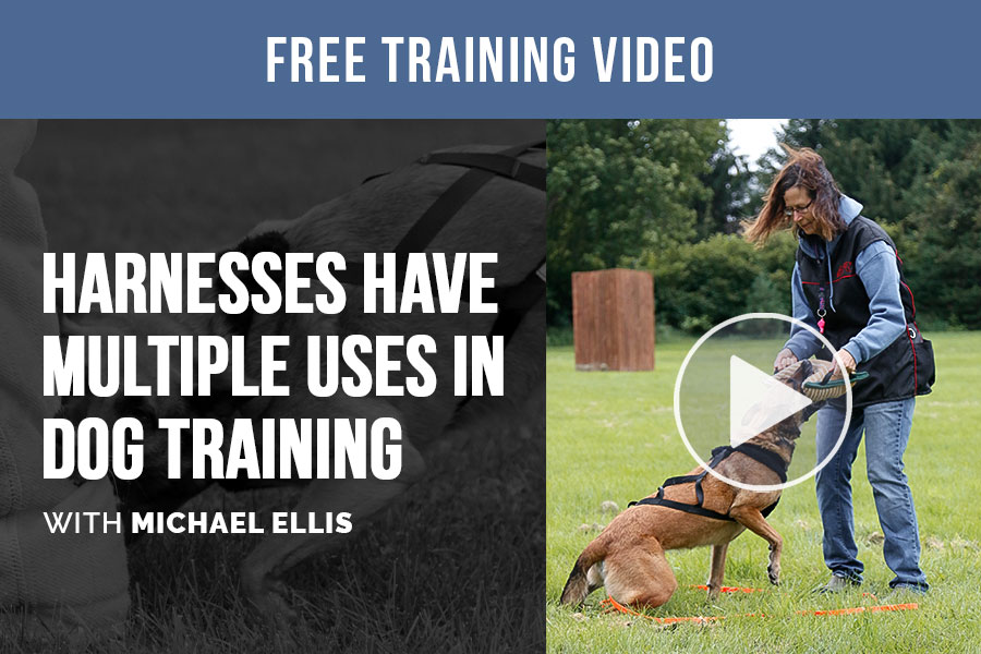 Video: Harnesses Have Multiple Uses in Dog Training with Michael Ellis