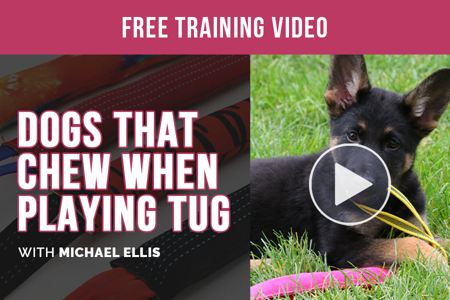 Video: Dogs That Chew When Playing Tug - with Michael Ellis