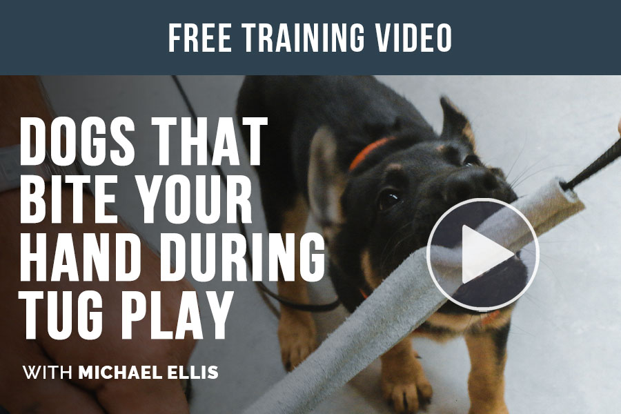 Video: Michael Ellis on Dogs That Bite Your Hand During Tug Play