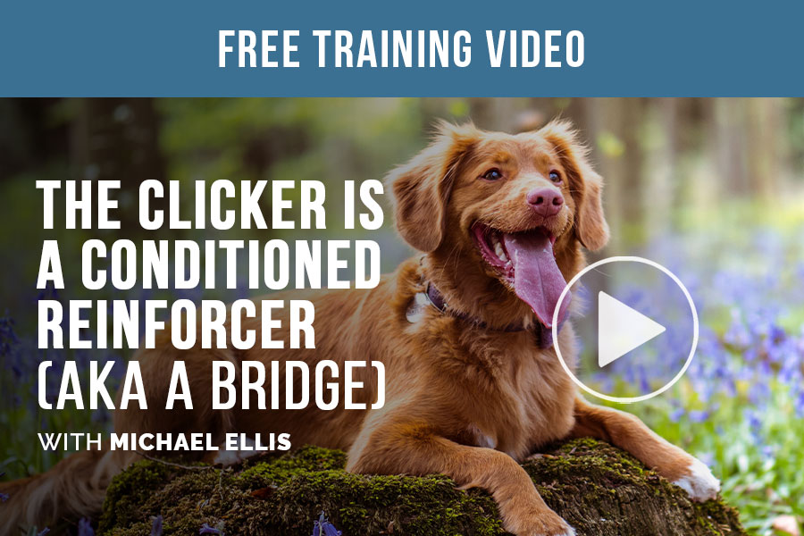 Video: The Clicker is a Conditioned Reinforcer (aka a Bridge) with Michael Ellis