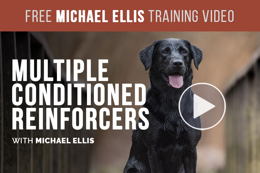 Video: Michael Ellis on Multiple Conditioned Reinforcers in Dog Training