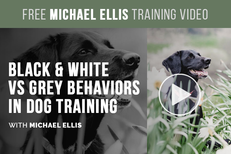 Video: Black & White VS Grey Behaviors in Dog Training with Michael Ellis