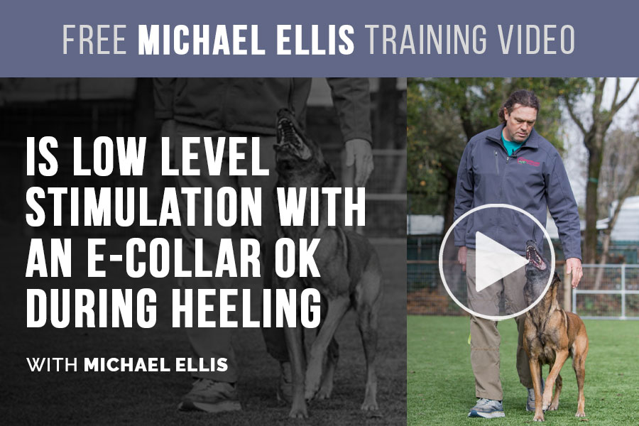 Video: Is Low Level Stimulation with an E-Collar OK During Heeling with Michael Ellis