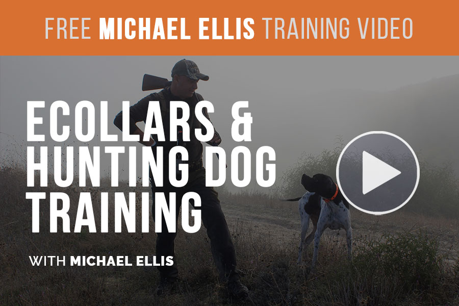 Video: E-Collars & Hunting Dog Training with Michael Ellis
