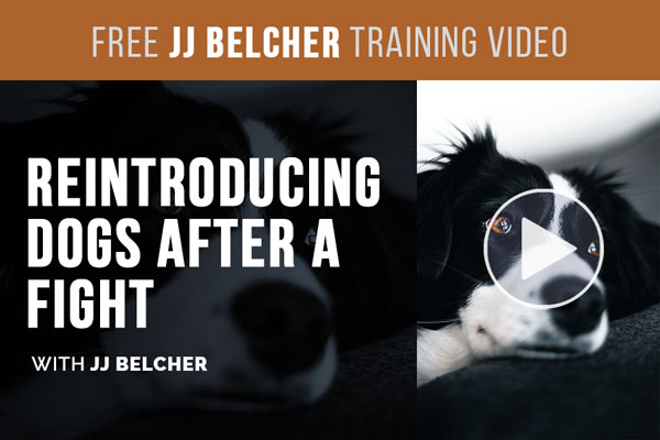 Video: Reintroducing Dogs After a Fight with JJ Belcher