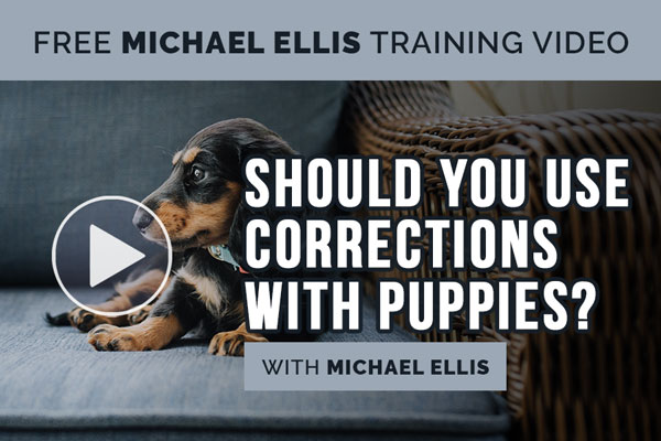Video: Should You Use Corrections with Puppies with Michael Ellis