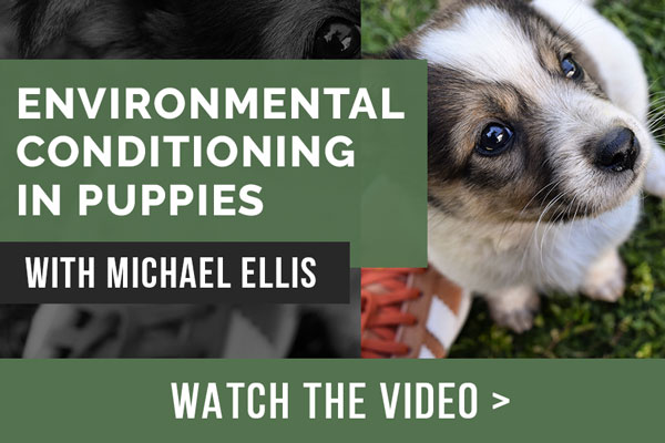 Video: Environmental Conditioning in Puppies with Michael Ellis