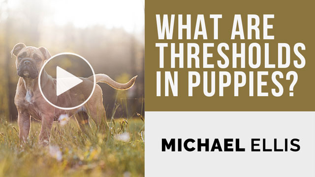 Video: Michael Ellis on What Thresholds in Puppies Are