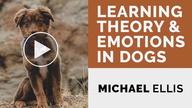 Video: Learning Theory and Emotions in Dogs with Michael Ellis