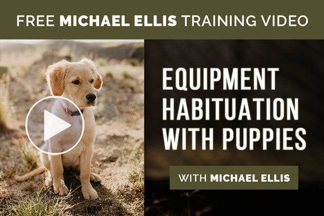 Video: Equipment Habituation with Puppies with Michael Ellis