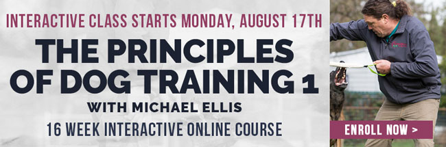 Principles of Dog Training 1 with Michael Ellis | Interactive Online Course