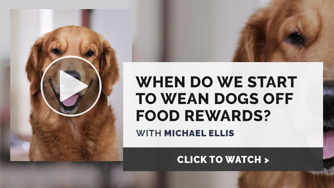 Video: When Do We Start to Wean Dogs Off of Food Rewards - with Michael Ellis