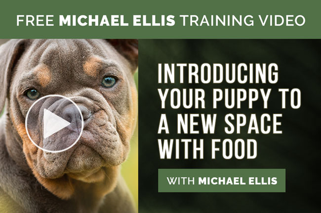 Video: Introducing Your Puppy to a New Space with Food - with Michael Ellis