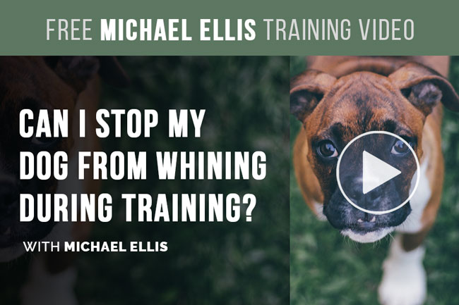Video: Can I Stop My Dog From Whining During Training? with Michael Ellis