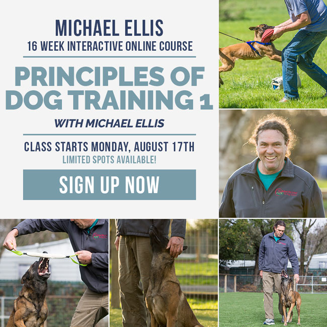 Sign up for Michael Ellis's Principles of Dog Training 1