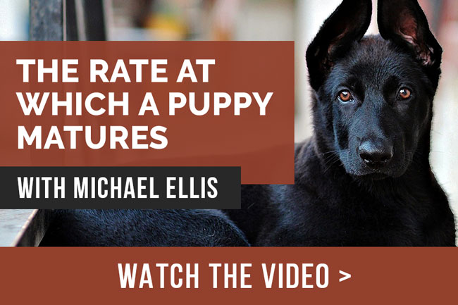 Video: Michael Ellis on the Rate at Which Your Puppy Matures