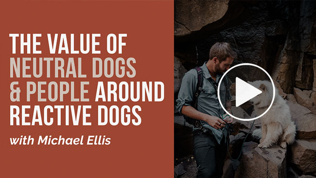 Video: The Value of Neutral Dogs & People Around Reactive Dogs - with Michael Ellis