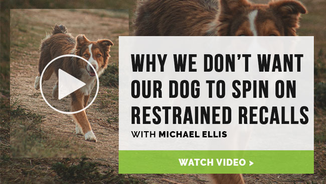 Video: Why Don’t We Want Our Dog to Spin on Restrained Recalls - with Michael Ellis